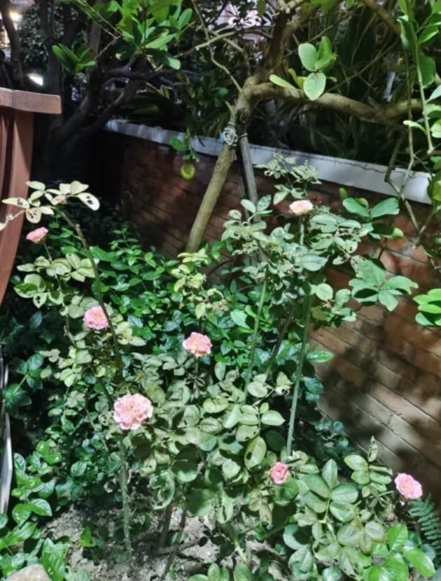 1701334419788666.png 48fe360e8958e4d65dba3dfa3b8b327.png