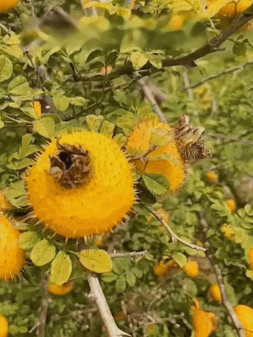 1710387880497622.gif 123.gif