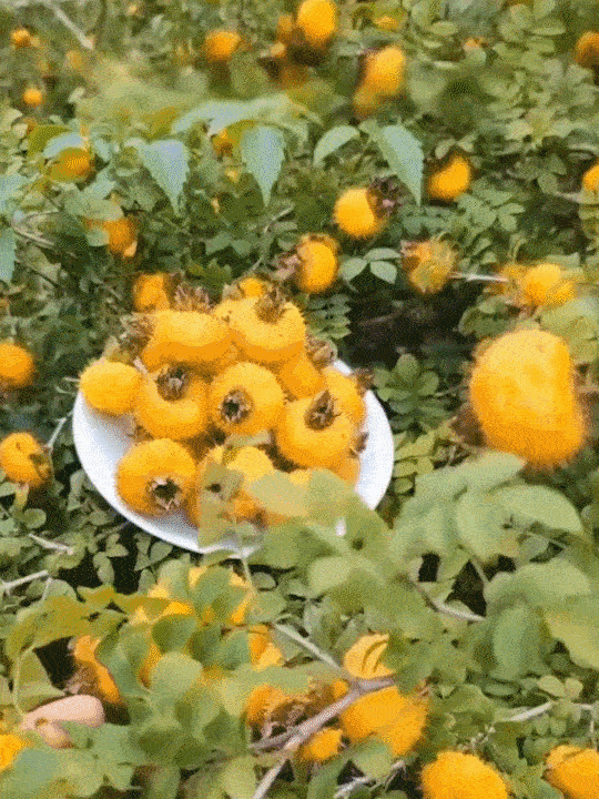 1710387919417319.gif 123.gif